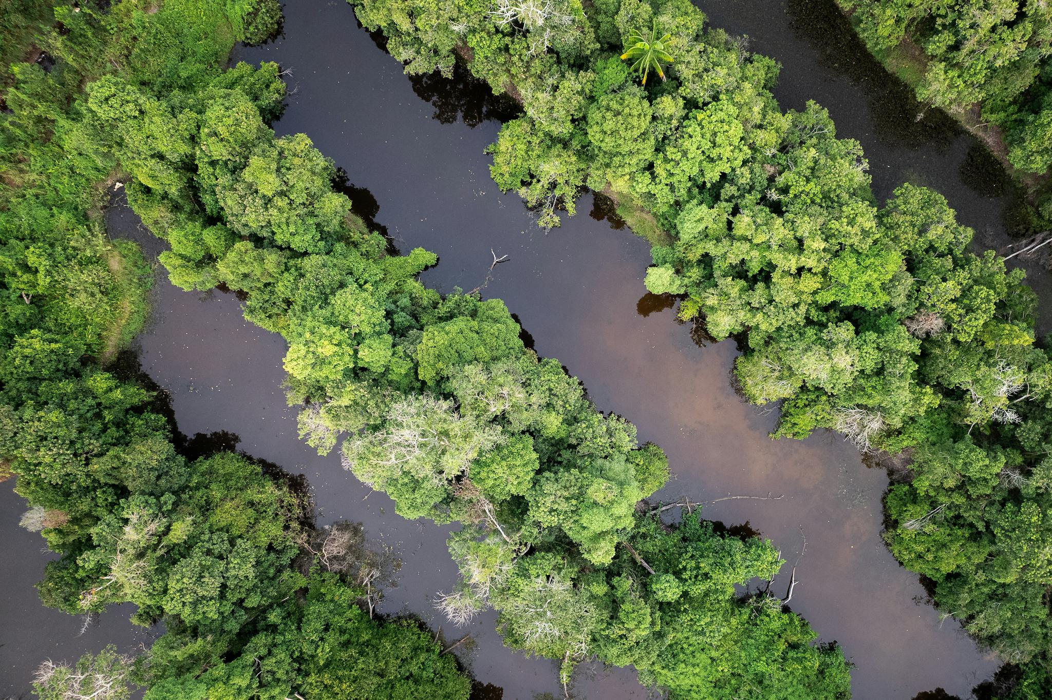 Aerial photo capturing a lush green forest and winding river, highlighting nature's beauty from above.