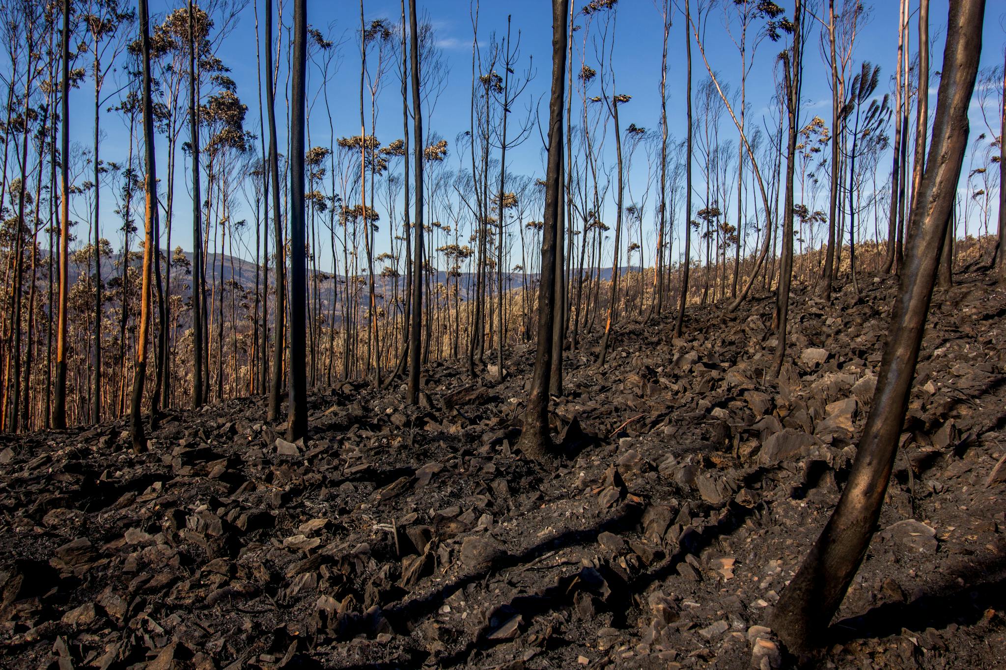 Charred tree trunks and soil in a forest landscape post-wildfire under a blue sky.