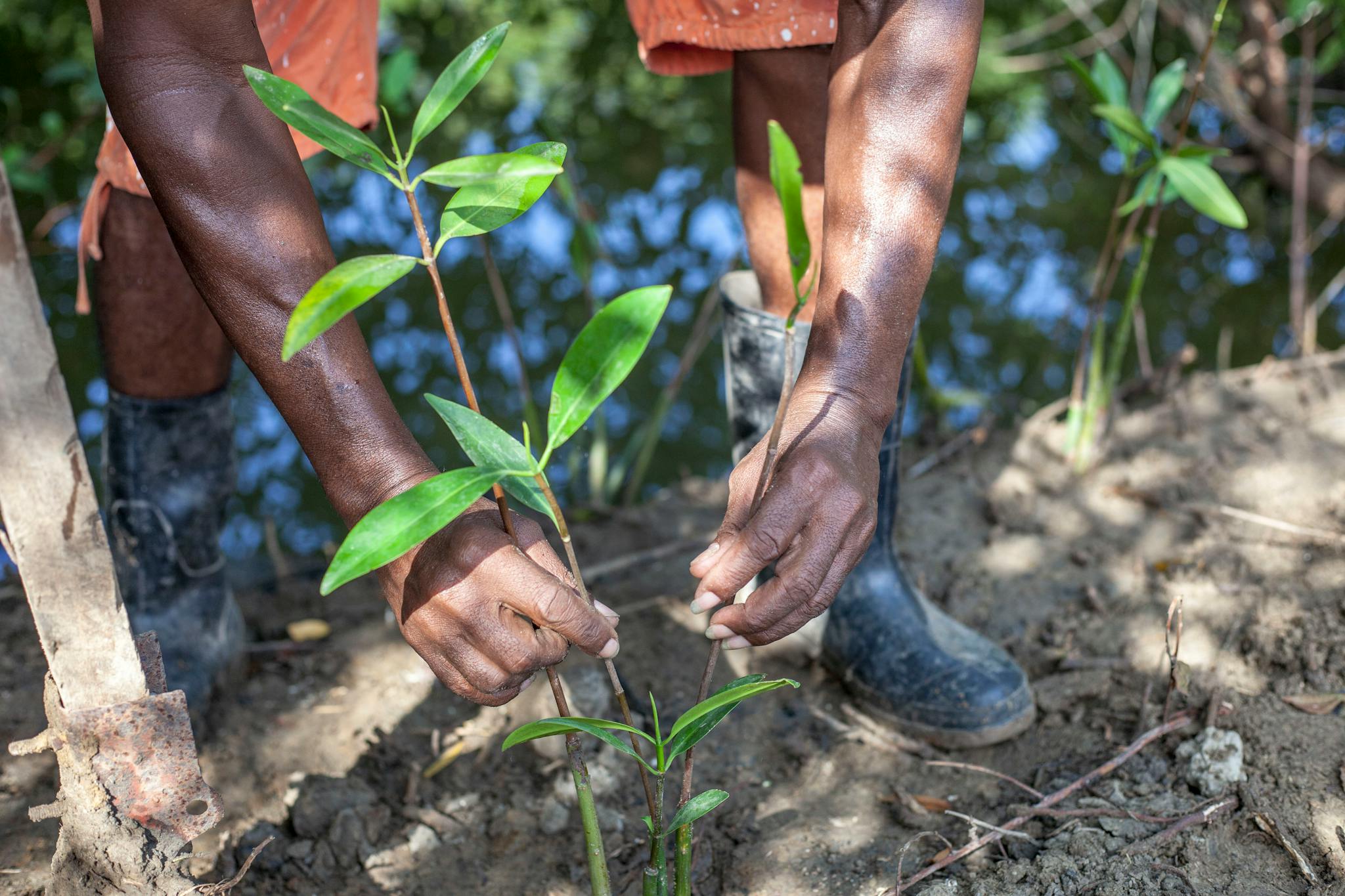 Close-up of a man planting a sapling in Tolú Viejo, Colombia, showcasing sustainable agriculture.