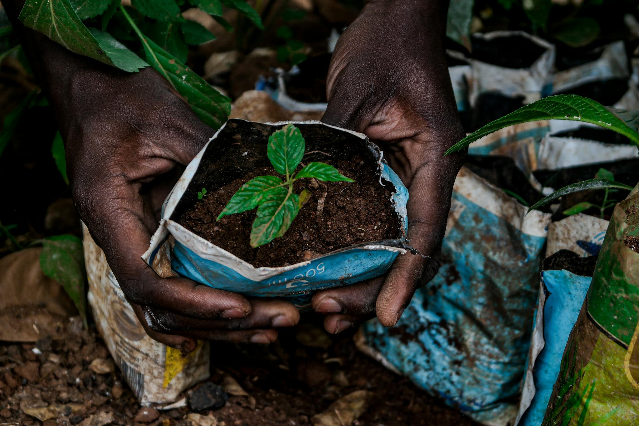 Close-up of hands nurturing a tree sapling in Uganda, promoting sustainability and agroforestry.