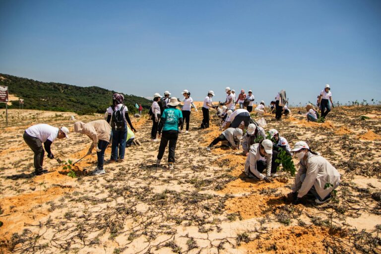 Group of volunteers planting saplings in the sandy landscape of Phan Thiết, Việt Nam.