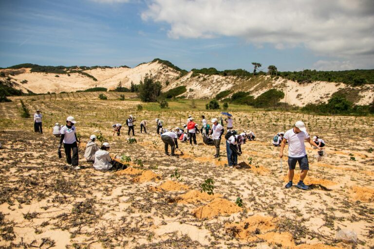 Group of volunteers planting trees in the sandy landscape of Phan Thiết under a sunny sky.